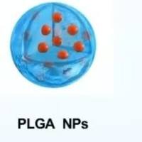 负载百里醌的聚乳酸-羟基乙酸共聚物纳米颗粒被甘露糖修饰 TQ@PLGA NPs-Man