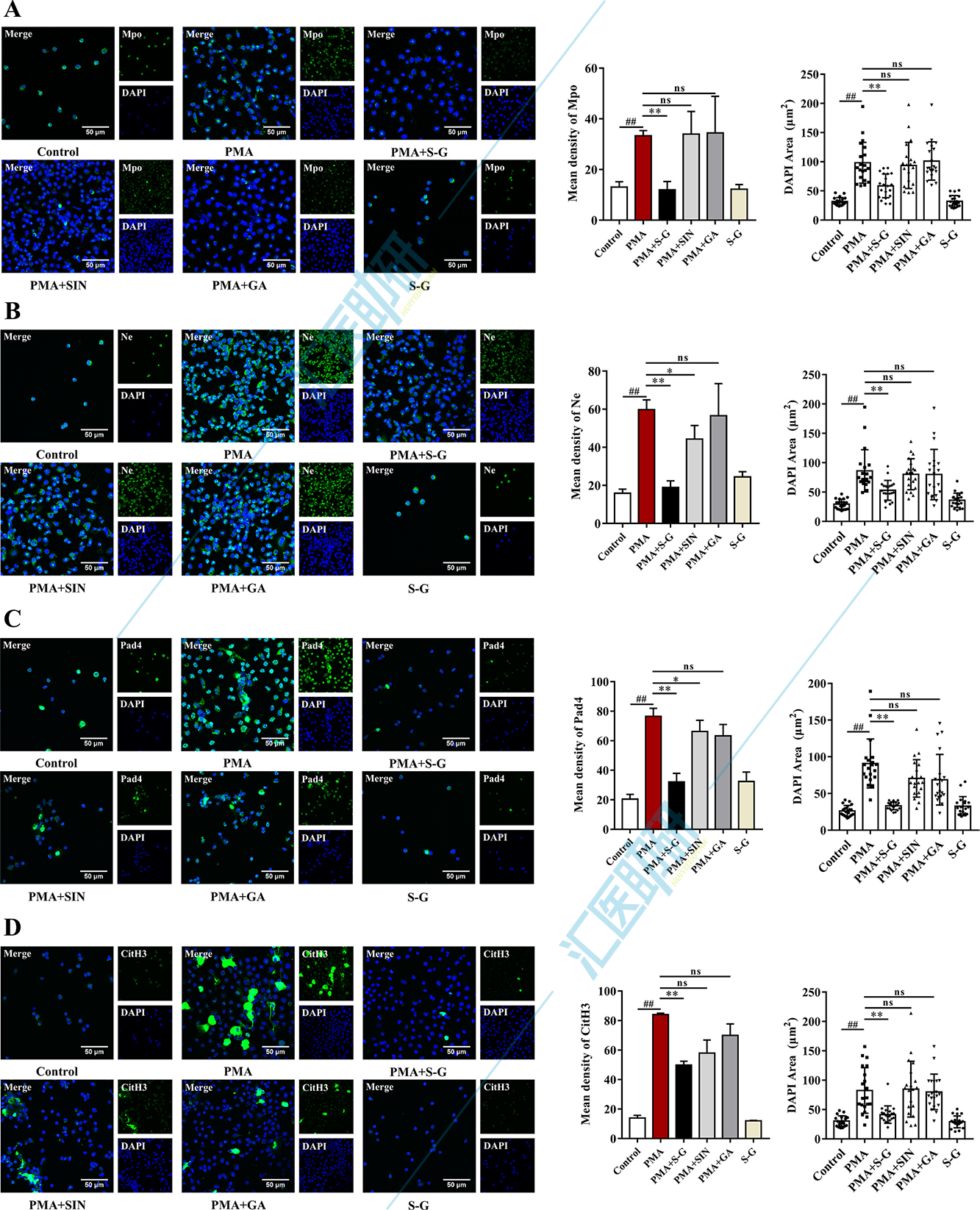 图8.S-G水凝胶在体内外抑制自噬过程