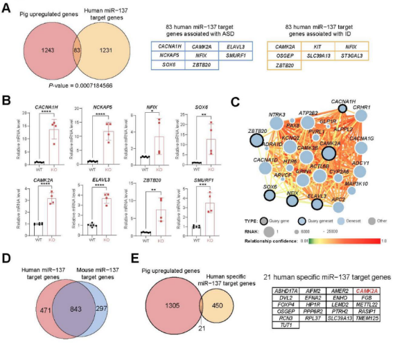 Cell and Bioscience丨云南大学程郢课题组建立并转录组分析人类神经发育障碍小型猪模型