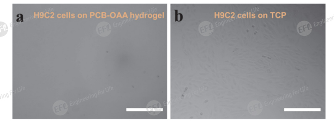 丙烯酰化羧基甜菜碱两性离子聚合物PCBOAA