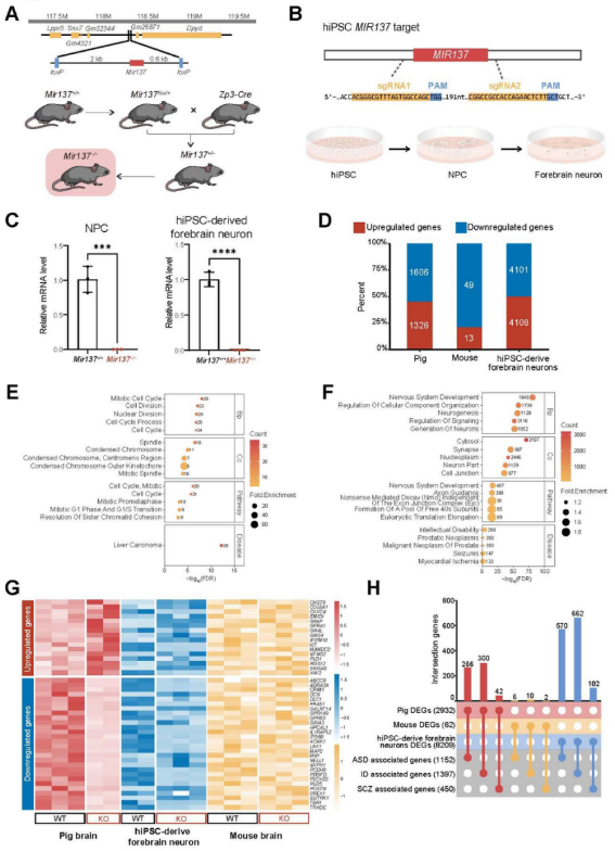 Cell and Bioscience丨云南大学程郢课题组建立并转录组分析人类神经发育障碍小型猪模型