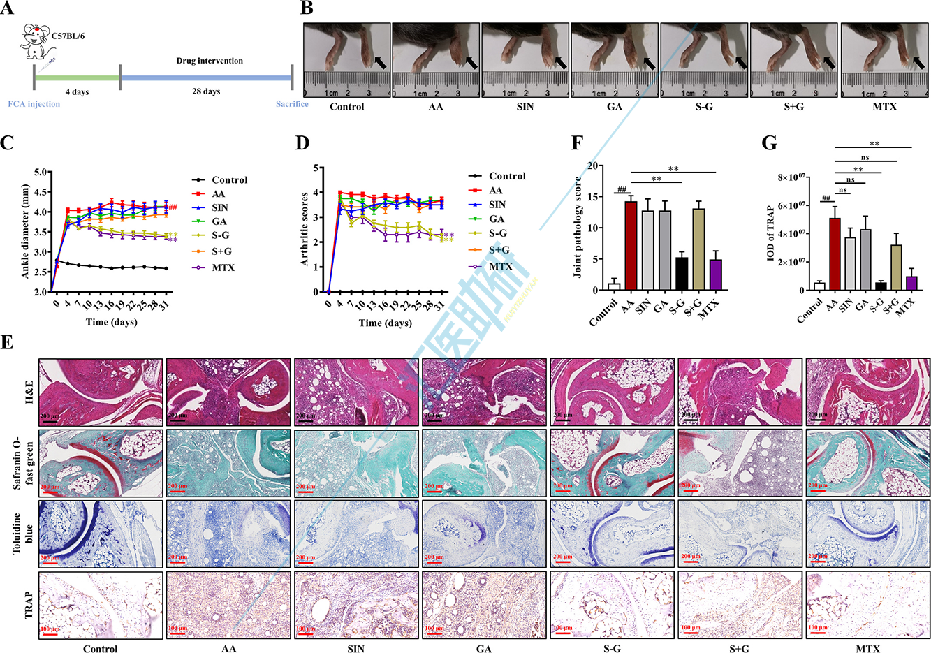 图4.S-G 水凝胶减轻了AA小鼠的关节肿胀并保护了骨骼和软骨