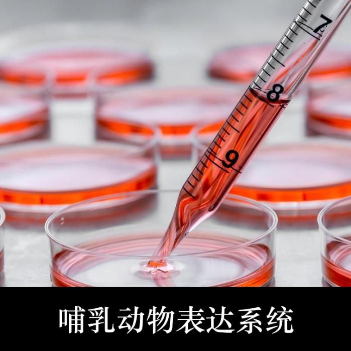 哺乳蛋白表达服务