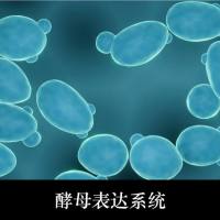 酵母表达蛋白服务