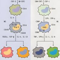 负载雷帕霉素的聚乳酸-羟基乙酸共聚物纳米颗粒被程序性死亡配体1(PD-L1)抗体修饰巨噬细胞膜包裹 RAPA@PLGA NPs@MM-PD-L1