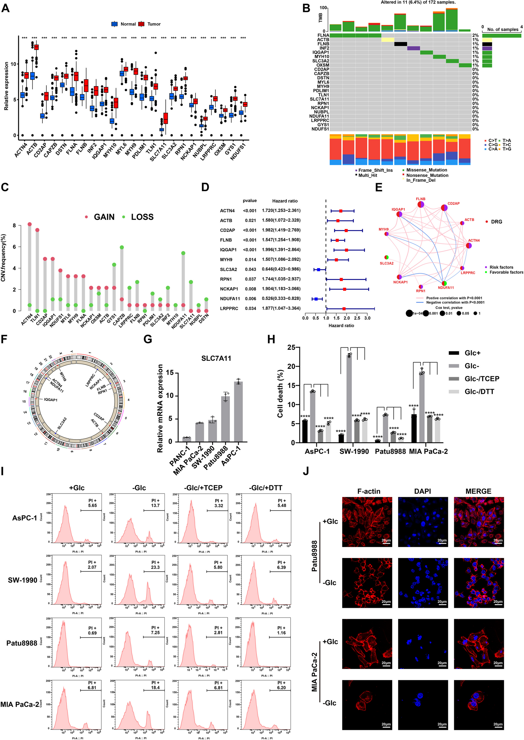 IF：12.8，高分捷径！单细胞×双硫死亡双热点碰撞，预后分析+多实验支撑，顶刊级发文模板！