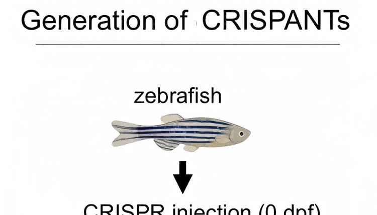 斑马鱼Crispant技术：基因功能研究新范式