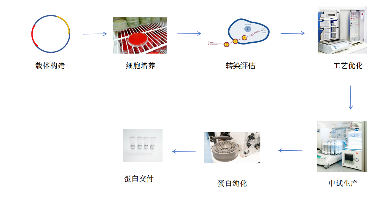 无血清蛋白表达服务