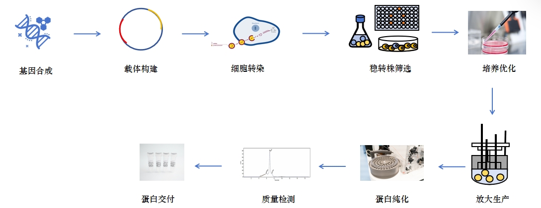 哺乳蛋白表达服务