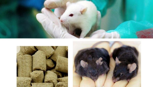 北京鸿跃创新科技有限公司成为戴茨（Dyets）鼠粮中国区核心代理商