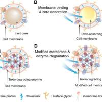 负载EGFR抑制剂阿法替尼(AFT)和2-溴棕榈酸(2-BP)的聚乳酸-羟基乙酸共聚物纳米颗粒被4T1肿瘤细胞膜包裹 AFT/2-BP@PLGA NPs@4T1-CM