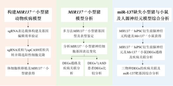 Cell and Bioscience丨云南大学程郢课题组建立并转录组分析人类神经发育障碍小型猪模型
