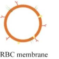 负载长春新碱的聚酰胺-胺树枝状聚合物纳米颗粒被红细胞膜包裹 VCR@PAMAM@RBCm