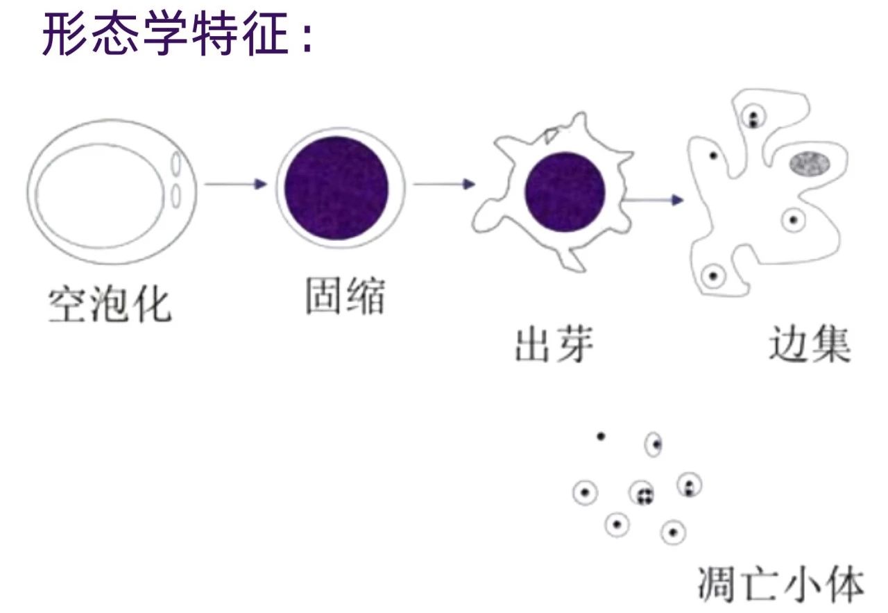 细胞凋亡系列篇【1】什么是细胞凋亡