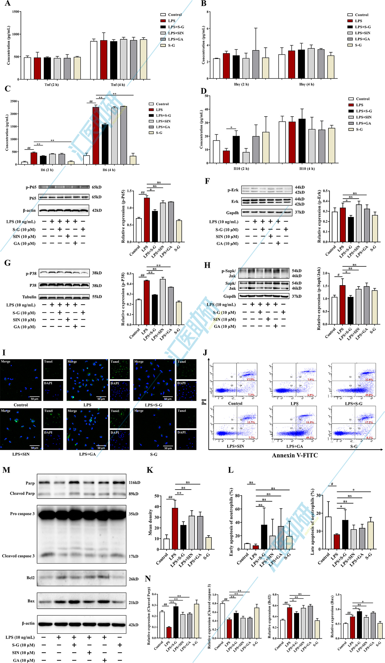 图6.S-G水凝胶在体外抑制中性粒细胞的炎症反应