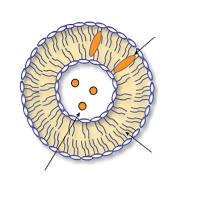 脂质体纳米颗粒包载多西他赛和他莫昔芬 Liposome@Tam/DTX