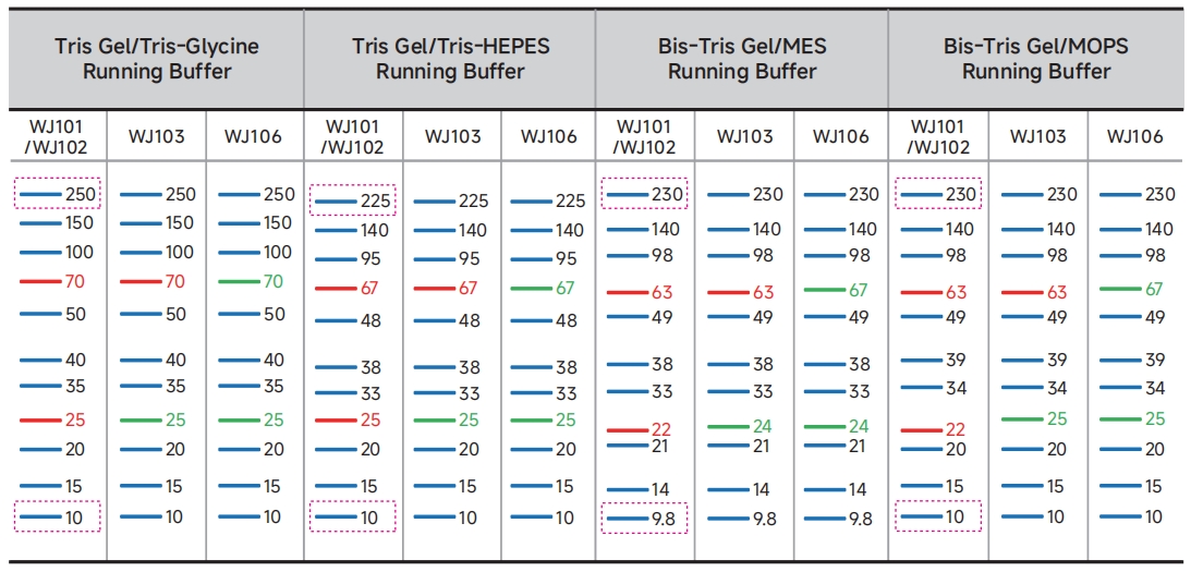 WJ103 三色预染蛋白Marker 10 kDa~250 