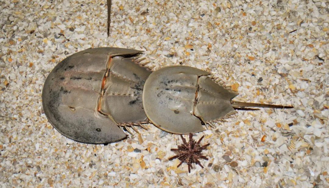 这项医疗器械标准20日正式实施