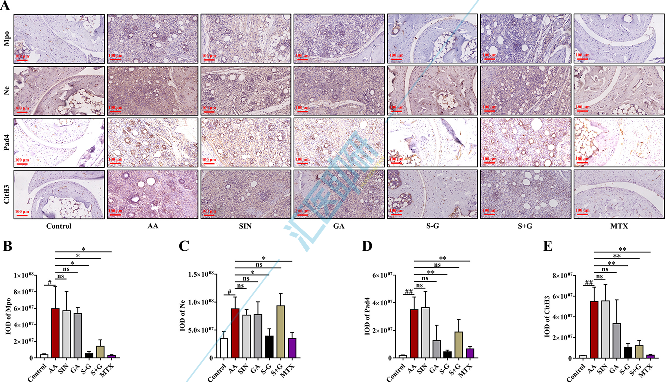 图7. S-G水凝胶抑制了AA小鼠体内NETs的形成