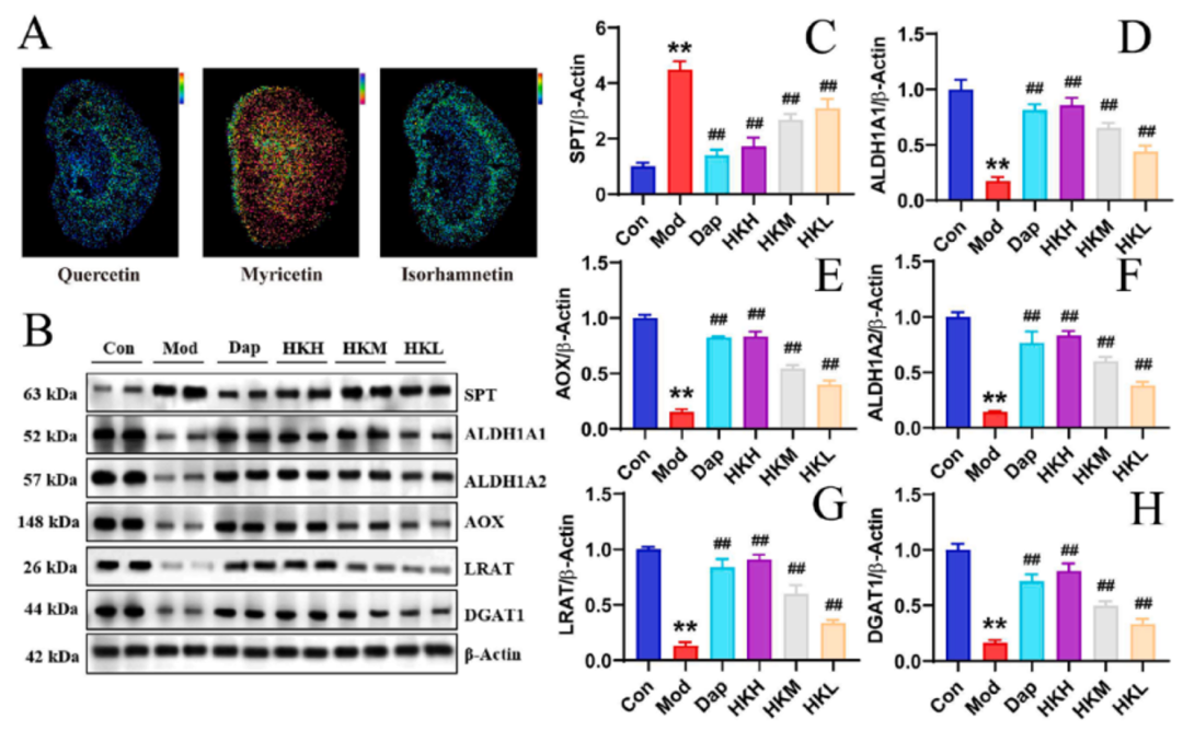与典同行|质谱成像助力药物研究进入“空间组学”时代