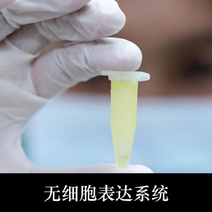 无细胞表达服务