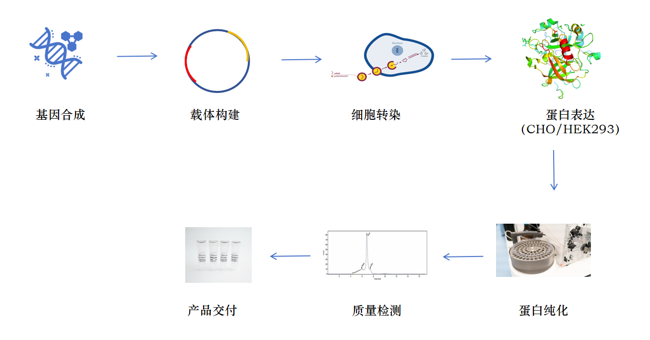 重组抗体蛋白服务