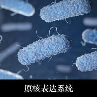 原核蛋白表达服务