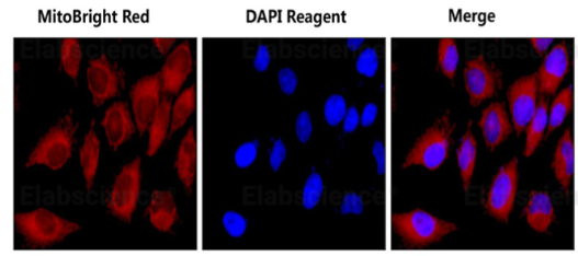 线粒体红色荧光探针检测试剂盒