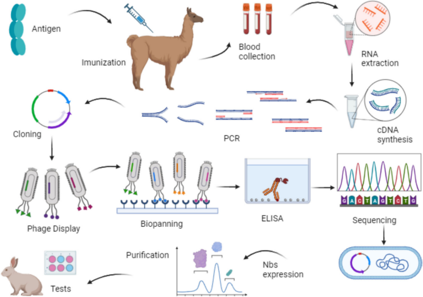 纳米抗体定制|高亲和VHH抗体|快速抗体筛选