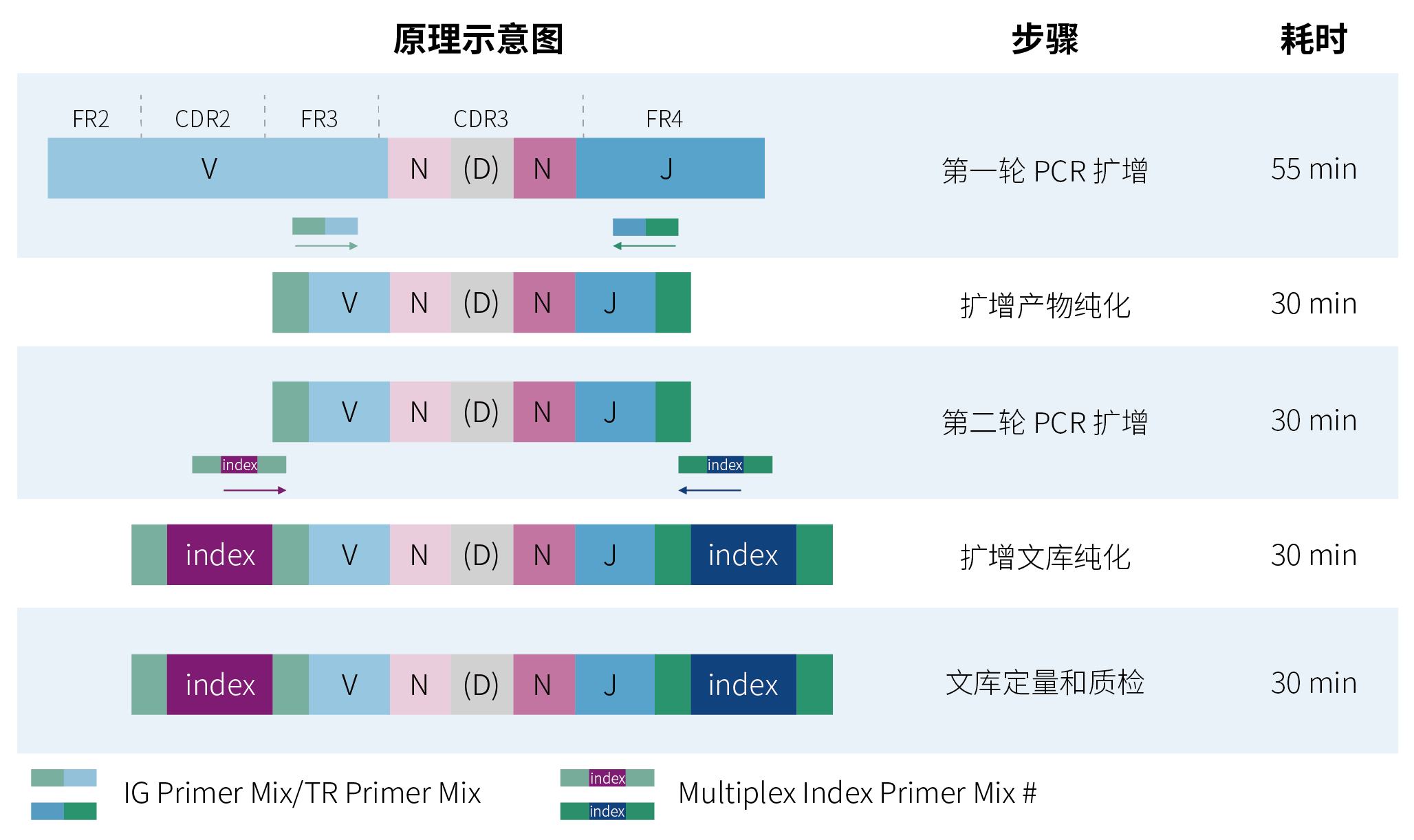 NadPrep® IGTR 多重扩增文库构建试剂盒