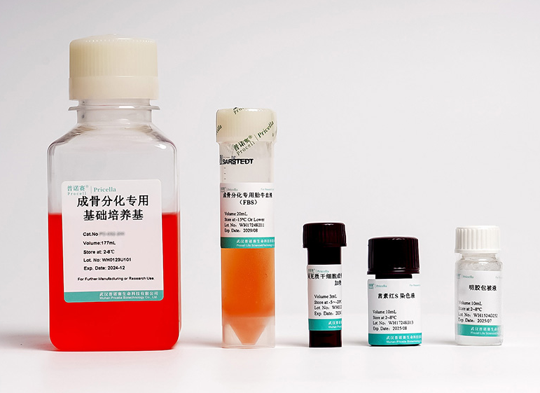 大鼠骨髓间充质干细胞成骨诱导分化培养基：精准诱导，赋能软骨再生科研突破