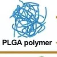 负载HO-1抑制剂锡中卟啉的聚(乳酸-乙醇酸)共聚物纳米粒被Anti-CD64抗体修饰 SnMP@PLGA NPs-CD64