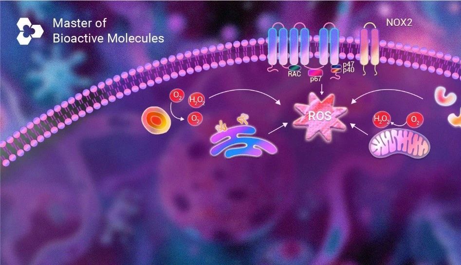 实验必看！浅谈活性氧 (ROS) + 荧光检测攻略