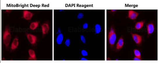 线粒体深红色荧光探针检测试剂盒