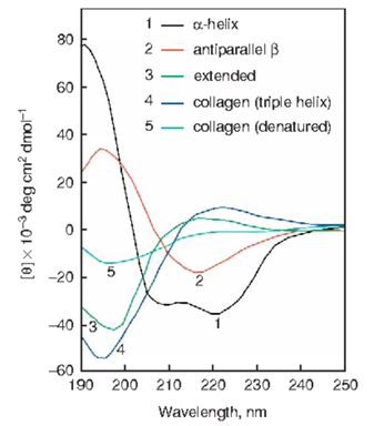 蛋白质圆二色谱分析