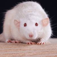 功能性便秘动物模型