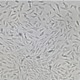 小鼠胚胎成纤维细胞(MEF)
