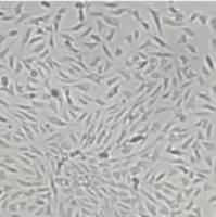 小鼠胚胎成纤维细胞(MEF)