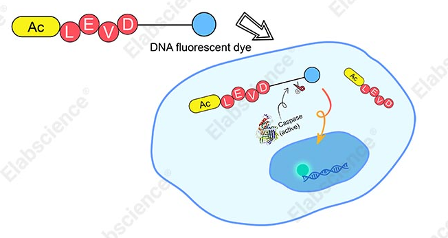 Caspase 4 活细胞流式检测底物