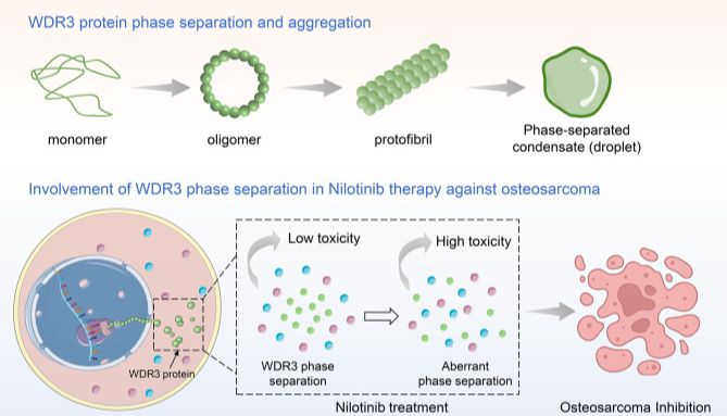 液-液相分离（LLPS）在7月频上“高楼”，生信预测+分子机制+药物干预，现在上车也不亏~