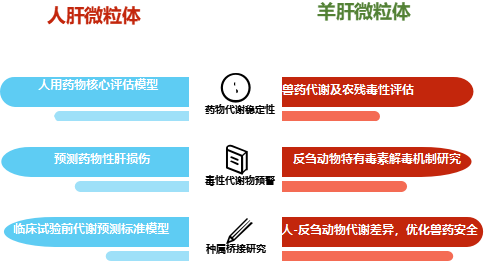 鹅肝微粒体 4.png