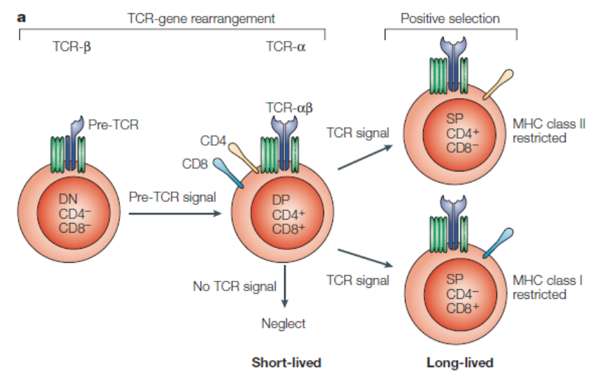 CD4/CD8—T细胞表面的关键标志物