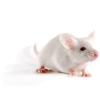 功能性腹泻动物模型