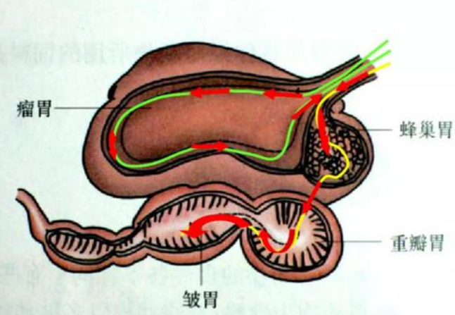 鹅肝微粒体 1.png