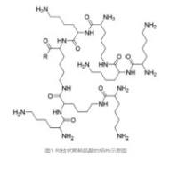 负载β-前体蛋白切割酶-1（BACE1）siRNA和雷帕霉素的树枝状聚赖氨酸被橙黄网孢盘菌凝集素（AAL），β-淀粉样蛋白（Aβ）结合肽和聚乙二醇修饰 BACE1 siRNA/Rapa@PLL-AAL/Aβ/PEG