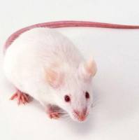 小鼠肺气肿模型