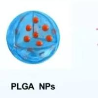 负载依帕司他的聚乳酸-羟基乙酸共聚物纳米颗粒被基质金属蛋白酶2(MMP2)肽修饰 Epalrestat@PLGA NPs-MMP2