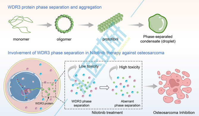 液-液相分离(LLPS)在7月频上“高楼”,生信预测+分子机制+药物干预,现在上车也不亏~