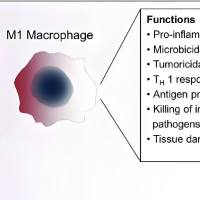 负载高三尖杉酯碱的介孔二氧化硅纳米颗粒被巨噬细胞膜包裹 HHT@MSNs@MM