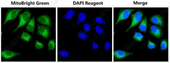 线粒体绿色荧光探针检测试剂盒